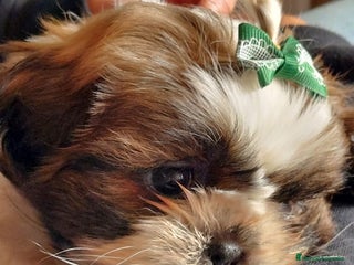 Shih Tzu perros Shih tzhu - Anuncio 1