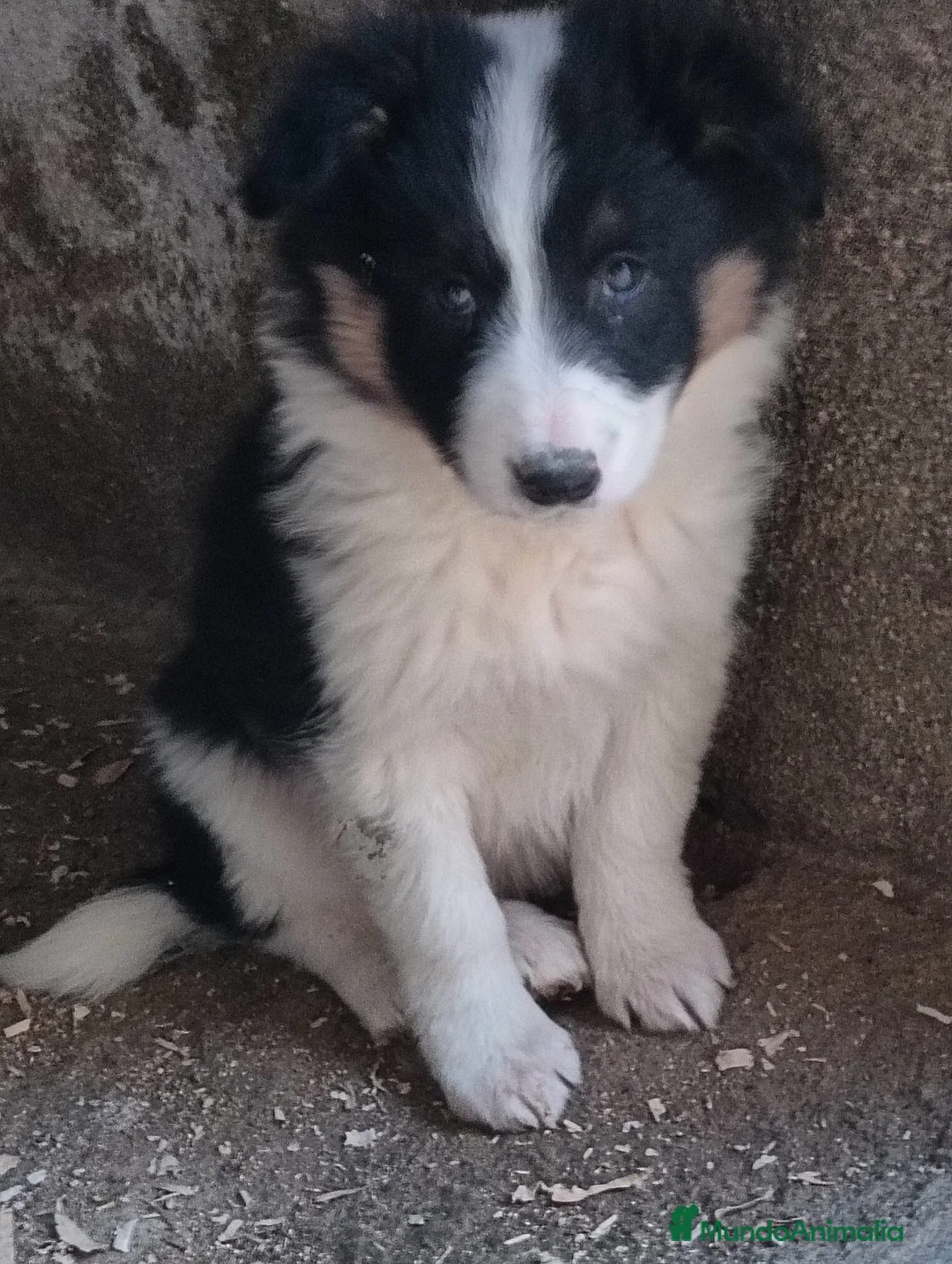 Border Collie perros en venta: Boder collie Getafe  - Anuncio 3
