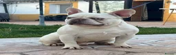 Bulldog Francés perros para monta: Bulldog Frances Merle en Madrid - Anuncio 3