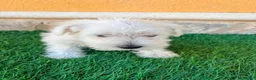 Schnauzer Miniatura perros en venta: Schnauzer miniatura blanco - Anuncio 3