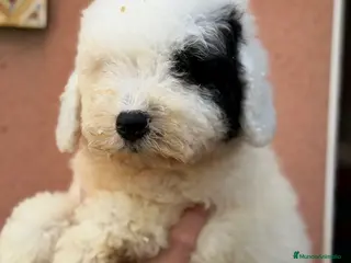 Perro de Agua Español perros Perro de agua español - Anuncio 2