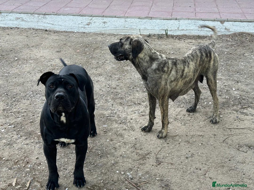 Presa Canario perros en venta: Camada de presa/dogo canario - Anuncio 3