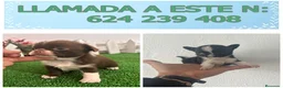 Chihuahua perros en venta: PRECIOSOS CHIHUAHUA RUSO Y ASIÁTICO  - Anuncio 13