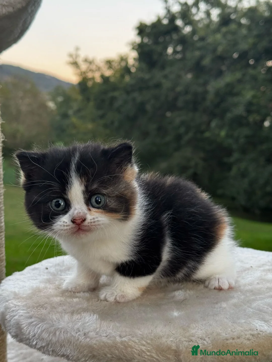Británico de Pelo Corto gatos en venta: British Shorthair - Anuncio 6