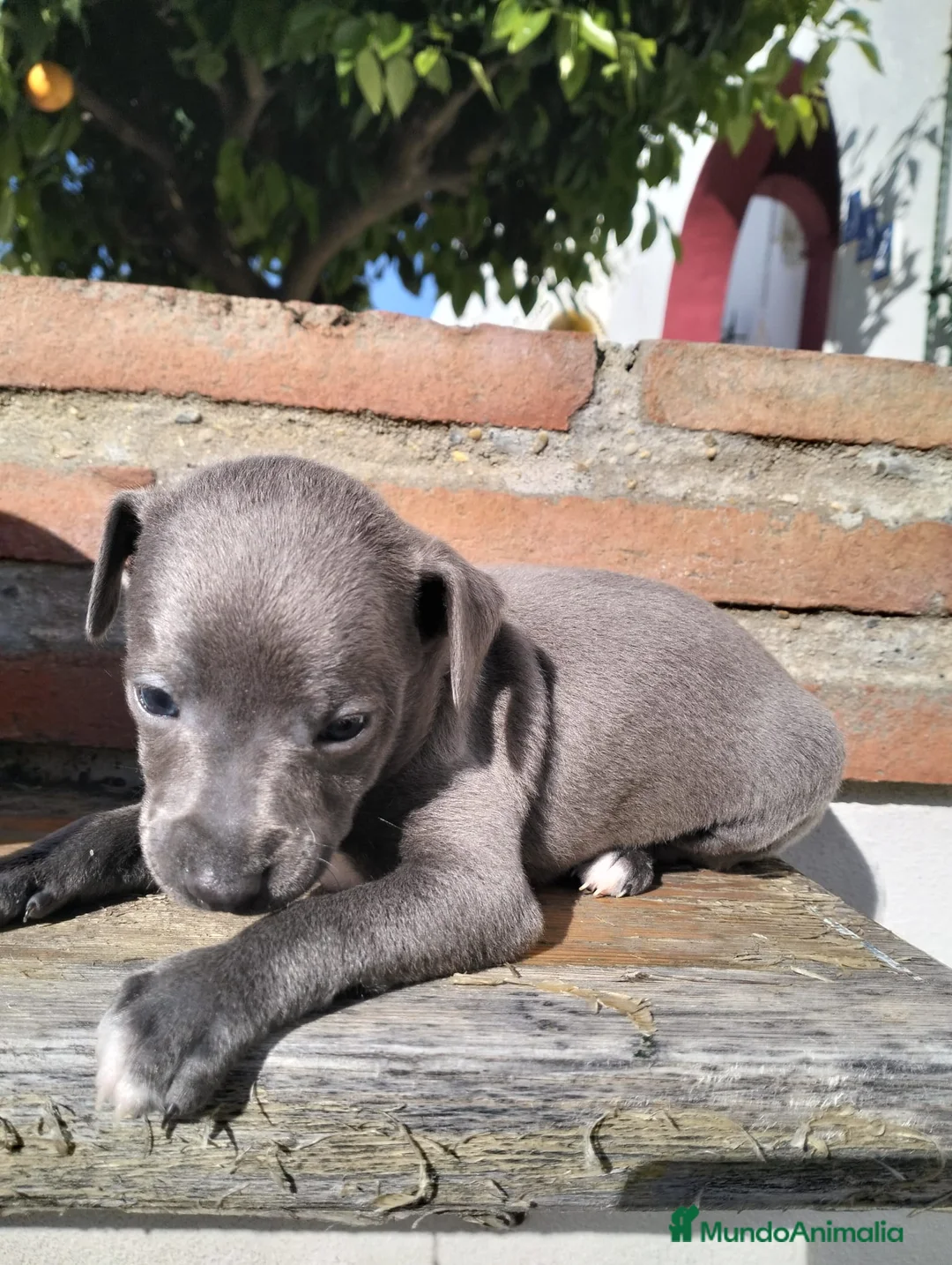 Whippet perros en venta: Whippet tamaño pqño - Anuncio 9