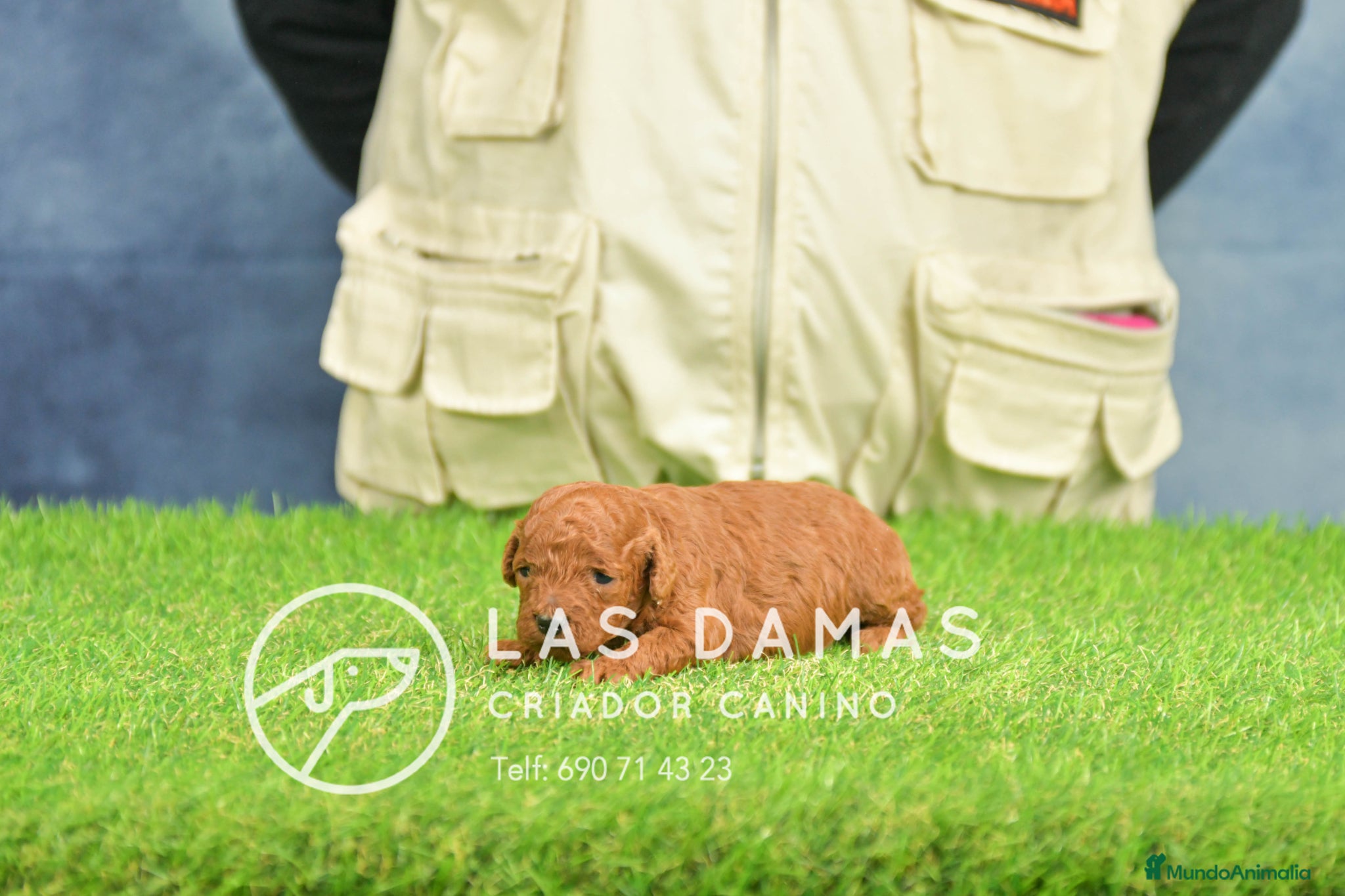 Caniche Toy perros Cachorros de Caniche Toy - Anuncio 1
