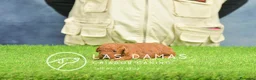 Caniche Toy perros en venta: Cachorros de Caniche Toy - Anuncio 1
