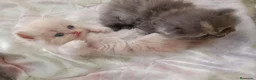 Persa gatos en venta: Gatitos persa y malayo disponible - Anuncio 5