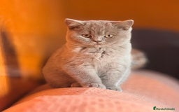 Británico de Pelo Corto gatos en venta: HEMBRA BRITISHSHORTHAIR LILAC - Imagen 5