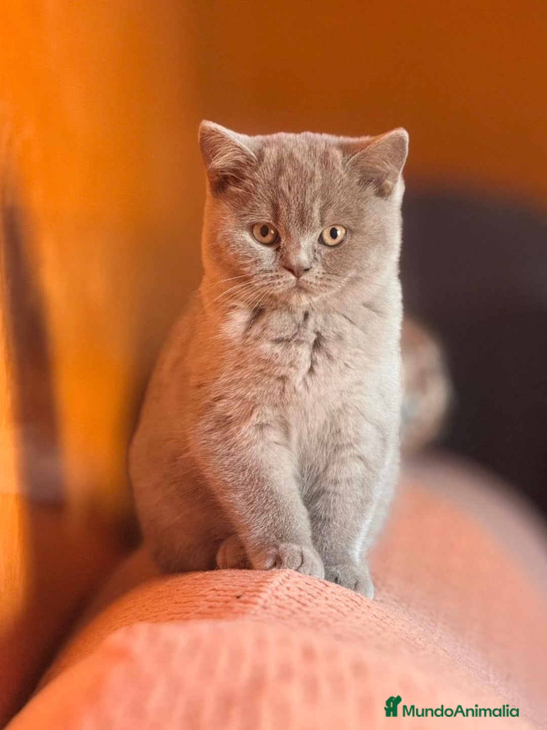 Británico de Pelo Corto gatos en venta: HEMBRA BRITISHSHORTHAIR LILAC - Imagen 5