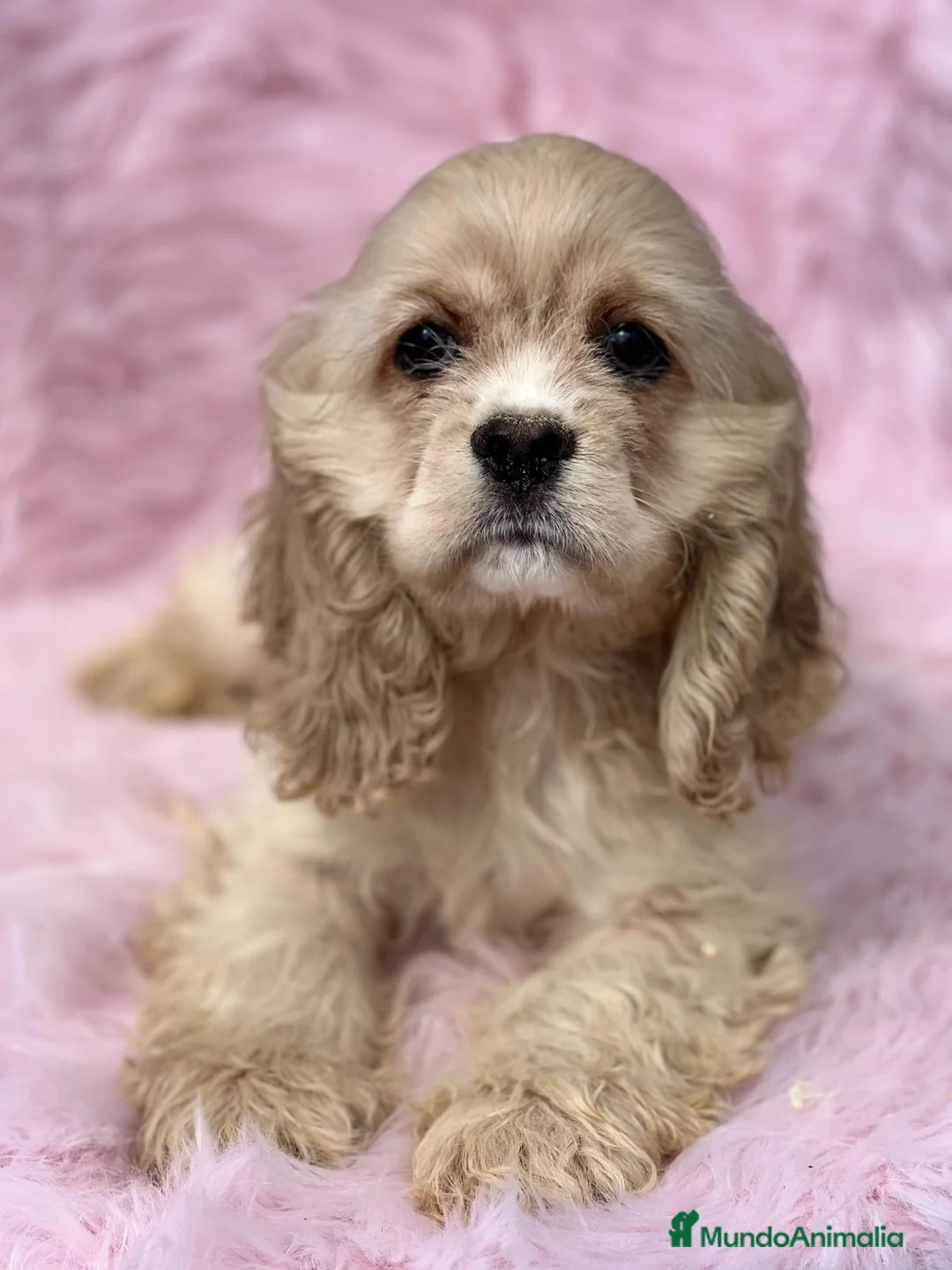 Cocker Spaniel Americano perros en venta: Cocker americano  en Barcelona - Anuncio 7