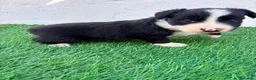 Border Collie perros en venta: Border Collie - Anuncio 6