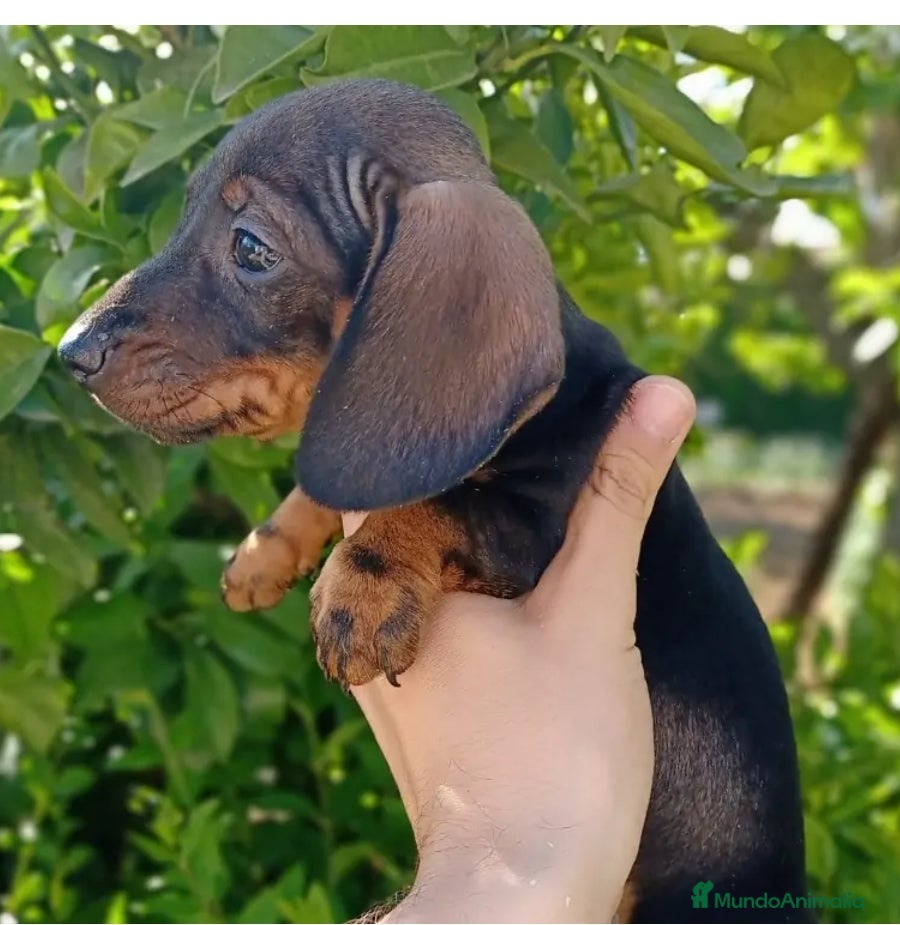 Teckel Miniatura perros Teckel en Toledo - Anuncio 8