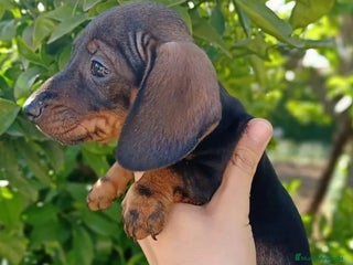 Teckel Miniatura perros Teckel en Toledo - Anuncio 1