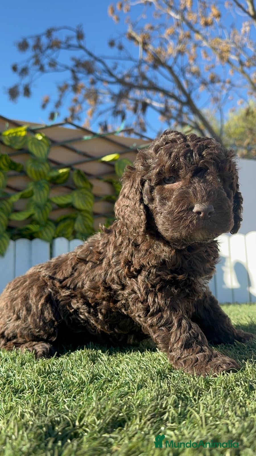 Perro de Agua Español perros PERRO DE AGUA ESPAÑOL - Anuncio 2