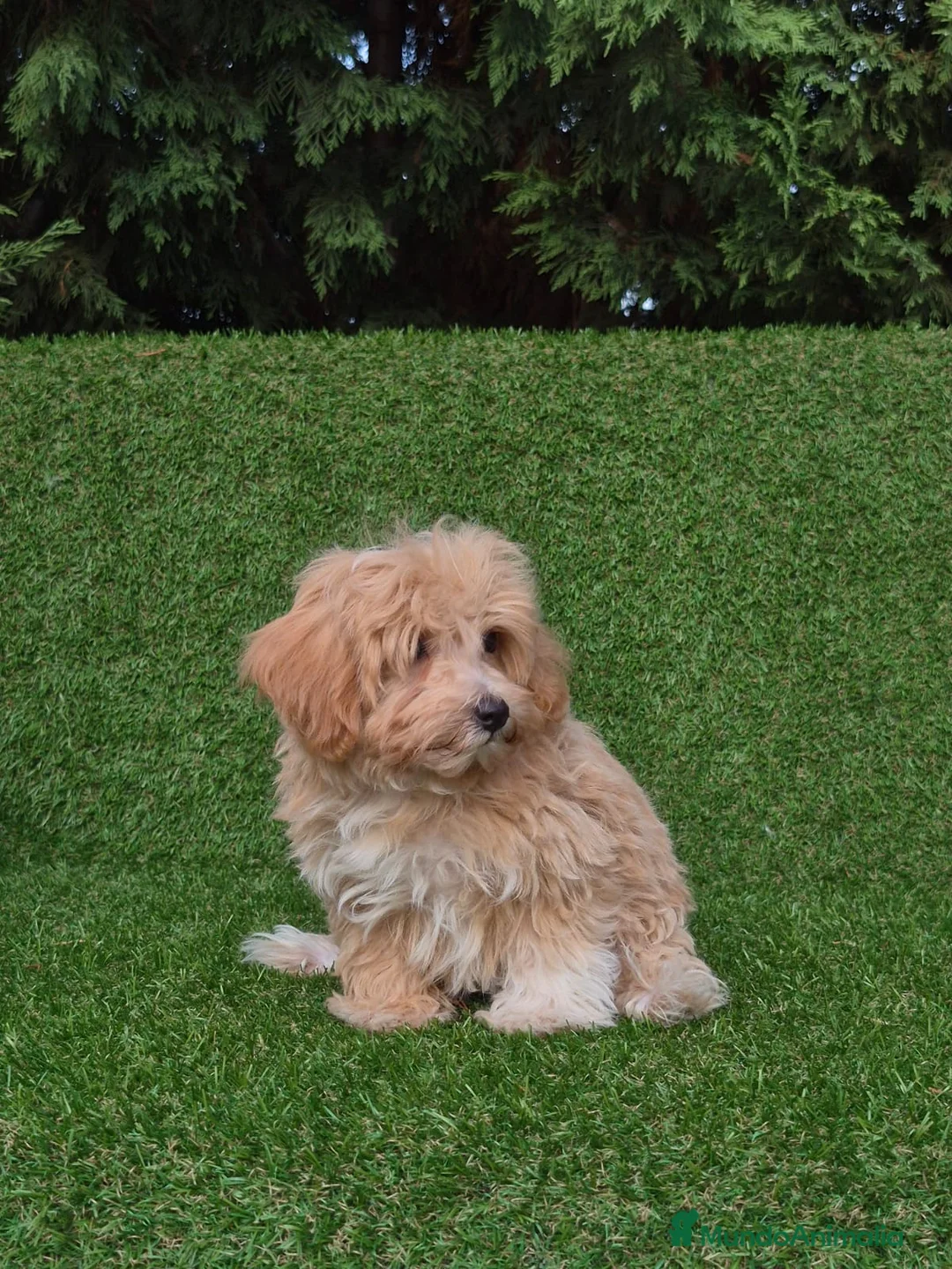 Maltipoo perros en venta: Maltipoo  - Anuncio 2