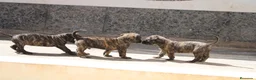 Presa Canario perros en venta: Camada presa canario pedigri FCI - Anuncio 4
