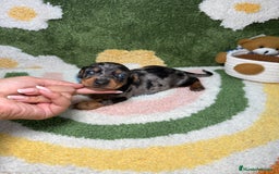 Teckel Miniatura perros en venta: Teckel Kaninchen Ojo azul Arlequin - Imagen 3