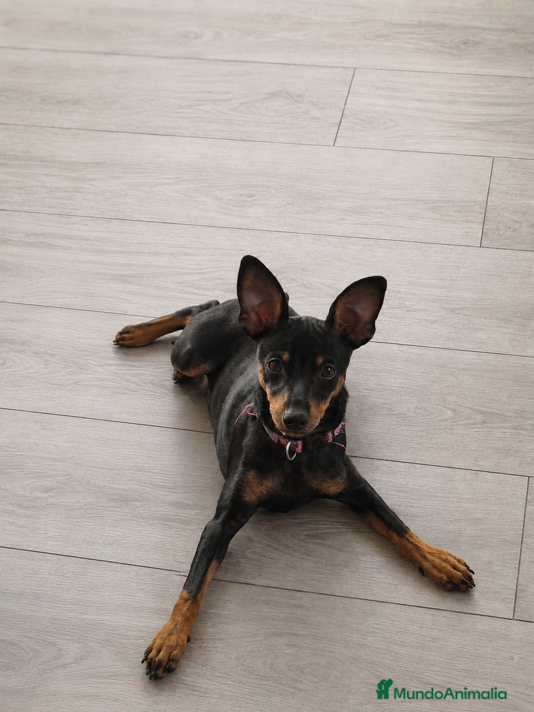 Pinscher Miniatura perros Mini pincher 🐾❤️ - Anuncio 12