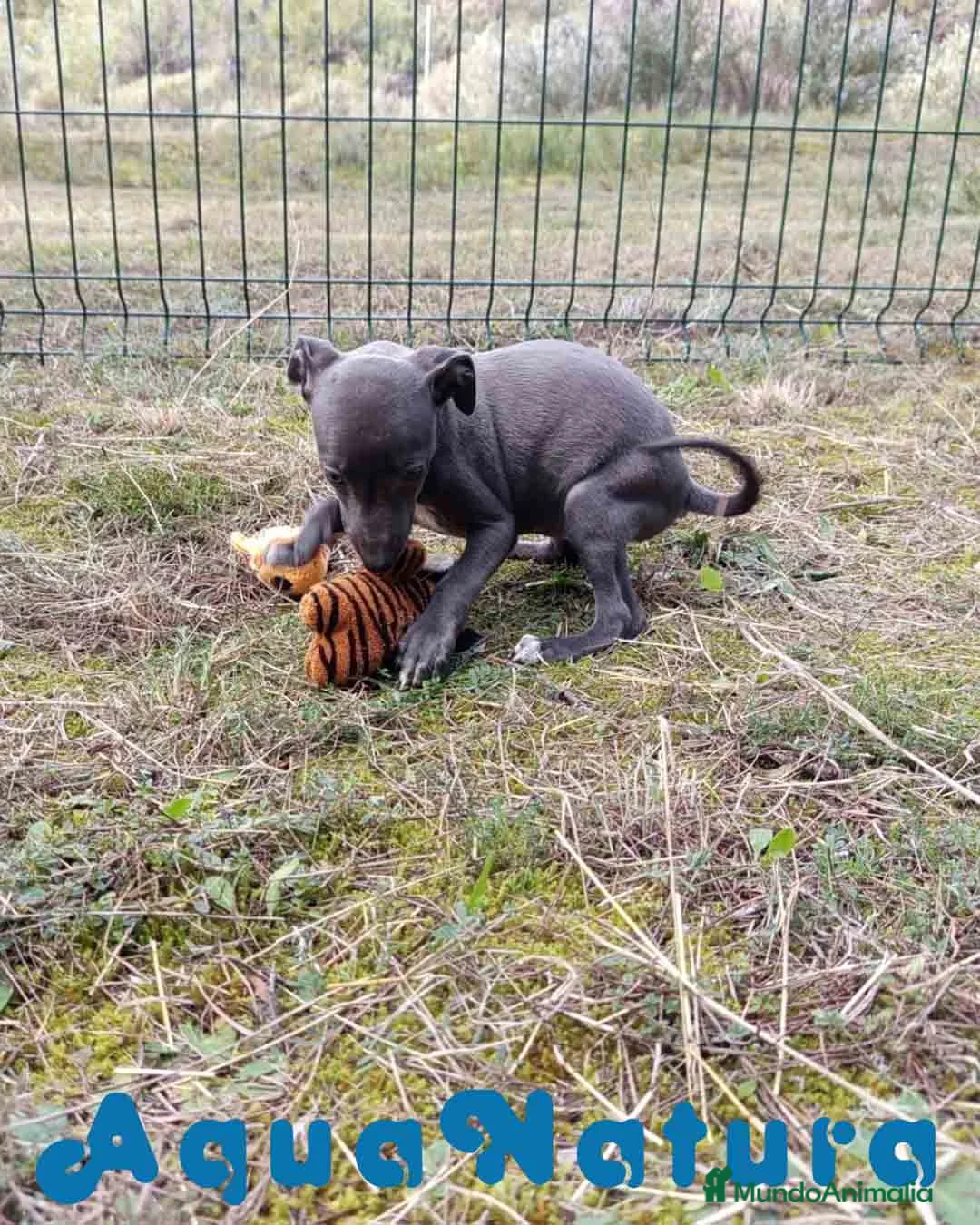 Pequeño Lebrel Italiano perros en venta: Lebrel Italiano Hembra 3 de AB y Omega AQUANATURA - Anuncio 5
