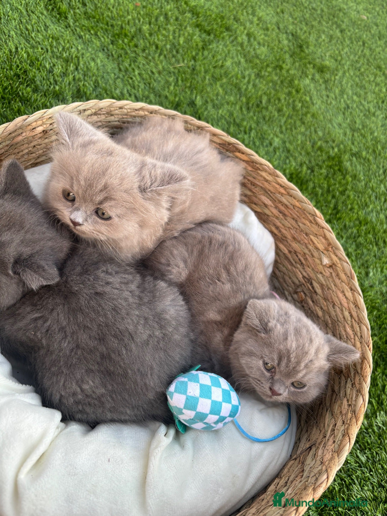 Británico de Pelo Corto Azul gatos British Blue y Lilac - Anuncio 2