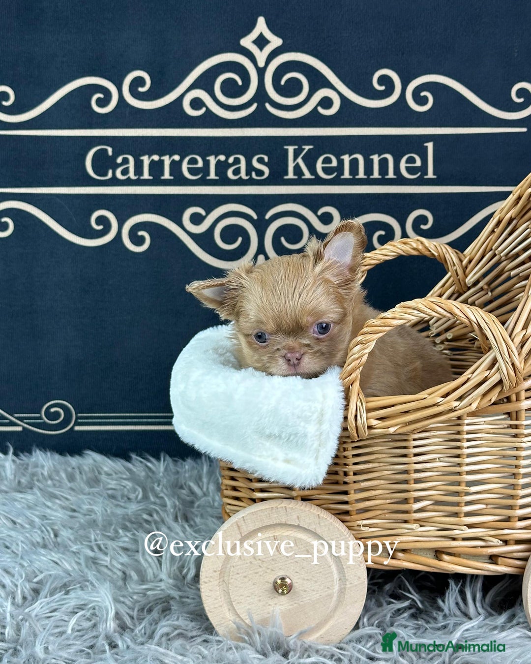 Chihuahua perros en venta: ♥️ Exclusivo Chihuahua Miniatura - Anuncio 5