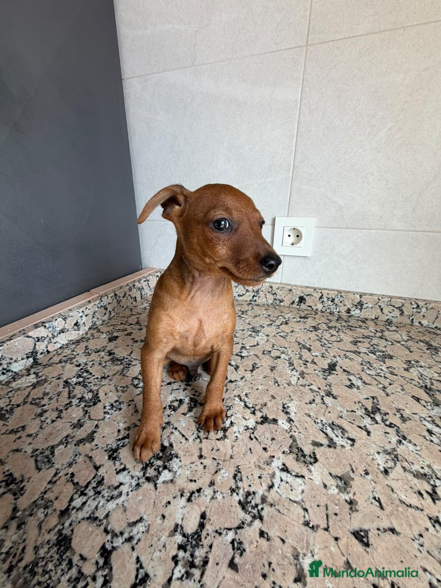 Pinscher Miniatura perros MINI PINSCHER - Anuncio 8