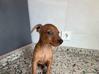 Pinscher Miniatura perros MINI PINSCHER - Anuncio 8