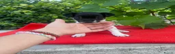 Raza Mixta perros en venta: PRECIOSOS EJEMPLARES (leer bien anuncio) - Anuncio 5
