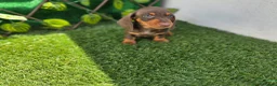 Teckel Miniatura perros en venta: TECKEL CHOCOLATE MINIATURA &KANNINCHEN - Anuncio 2