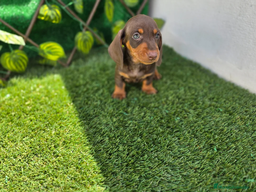Teckel Miniatura perros en venta: TECKEL CHOCOLATE MINIATURA &KANNINCHEN - Anuncio 2