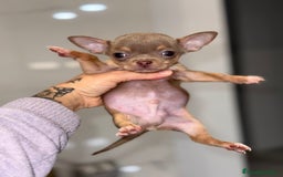 Chihuahua perros en venta: Cachorros chihuahua macho  - Anuncio 5