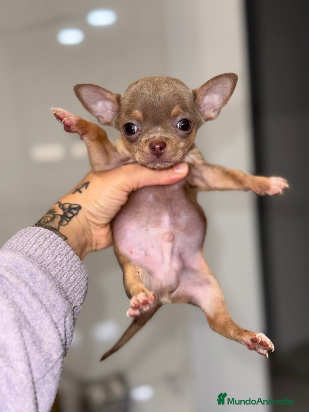 Chihuahua perros en venta: Cachorros chihuahua macho  - Anuncio 5