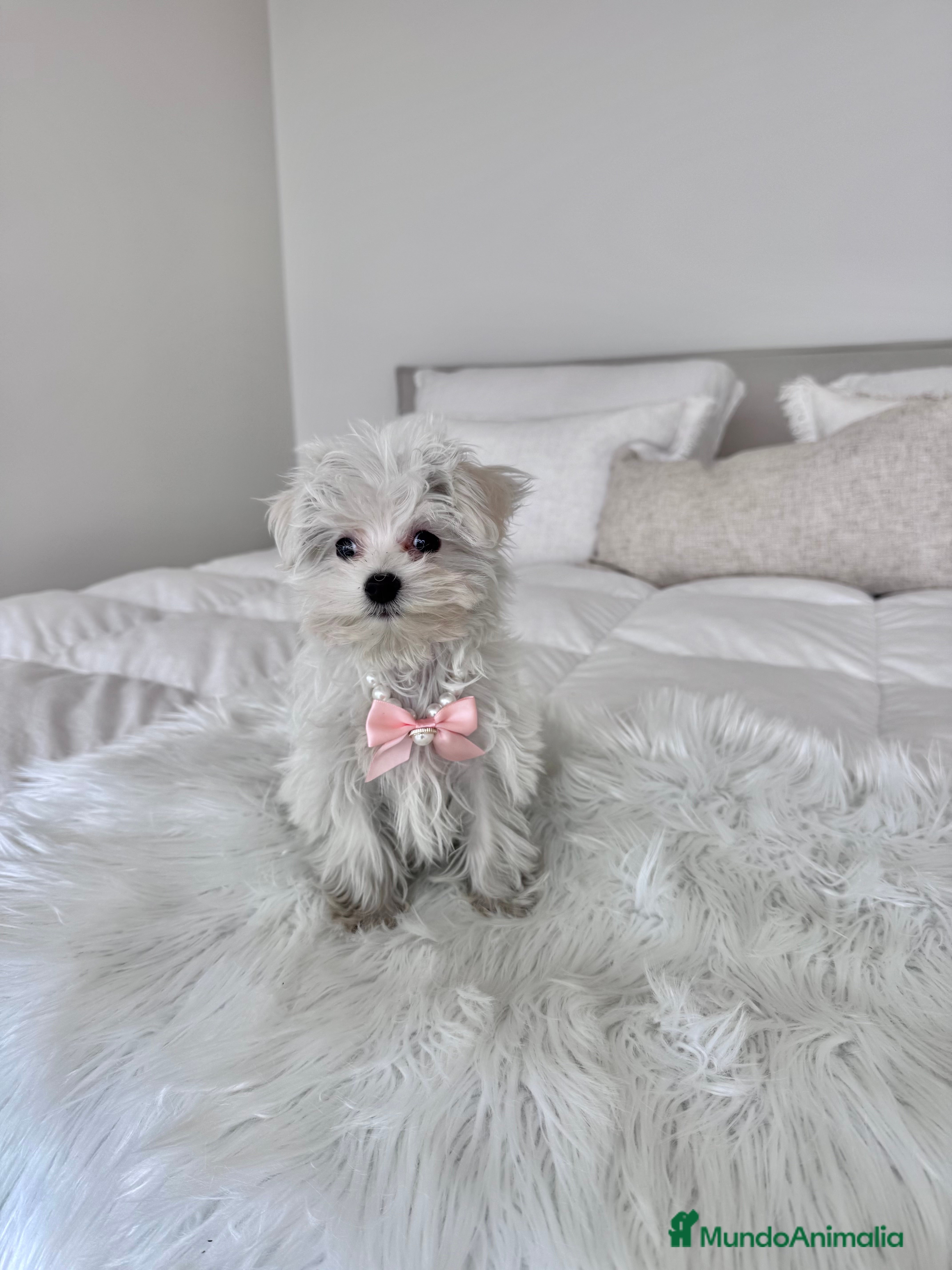 Bichón Maltés perros Bichón maltes hembra  - Anuncio 2