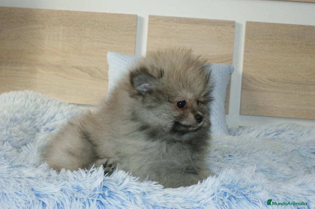 Pomerania perros en venta: CACHORRITO DE POMERANIA  - Imagen 4
