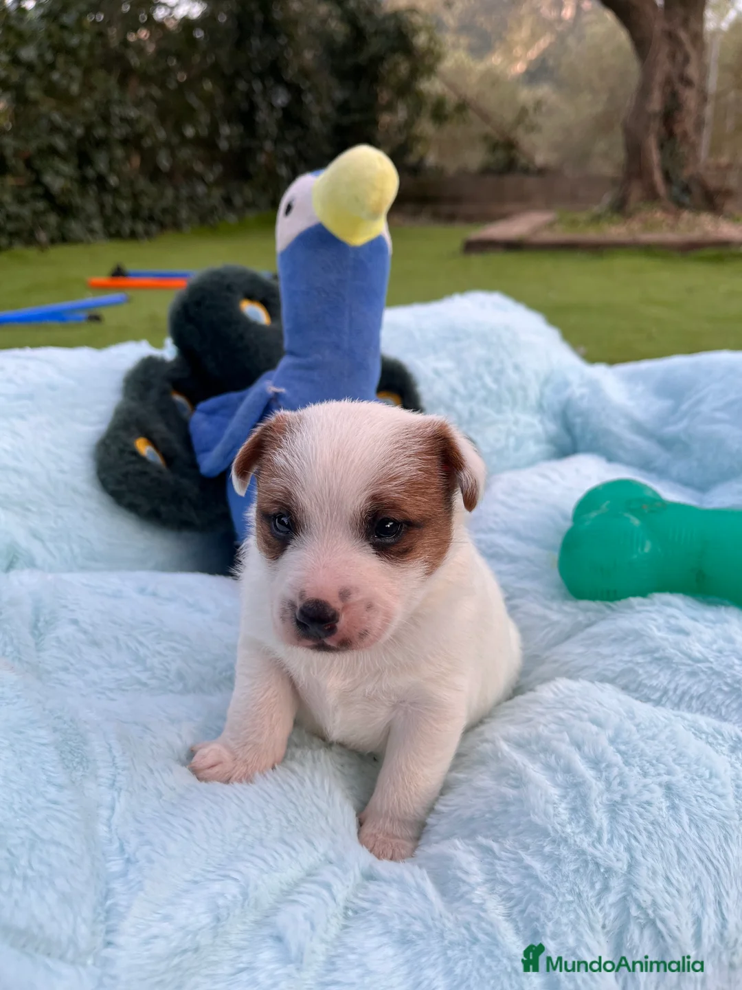 Jack Russell Terrier perros en venta: Jack bebé 🐣 - Anuncio 2