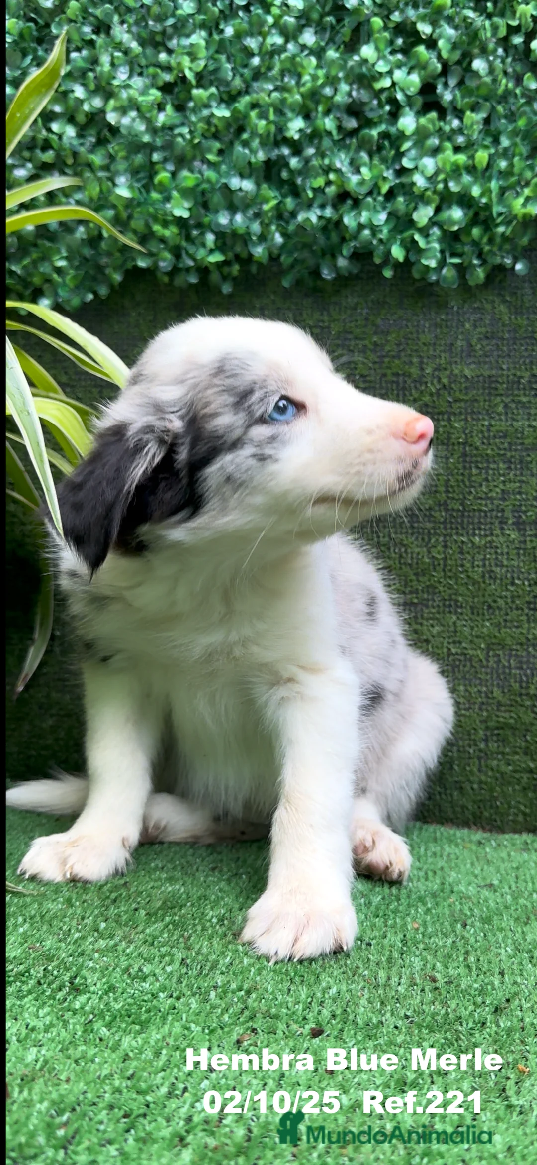 Border Collie perros en venta: Border Collie hembra Blue Merle - Anuncio 23