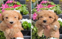 Caniche Toy perros en venta: Excelente camada de caniche apricot toy - Imagen 1
