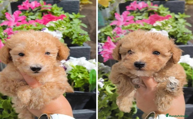 Caniche Toy perros - Anuncio 1