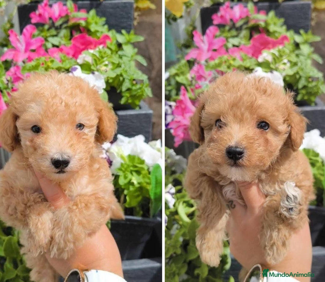 Caniche Toy perros en venta: Excelente camada de caniche apricot toy - Imagen 1