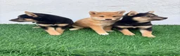 Shiba Inu perros en venta: Shiba Inu - Anuncio 25