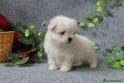 Bichón Maltés Cachorro 12