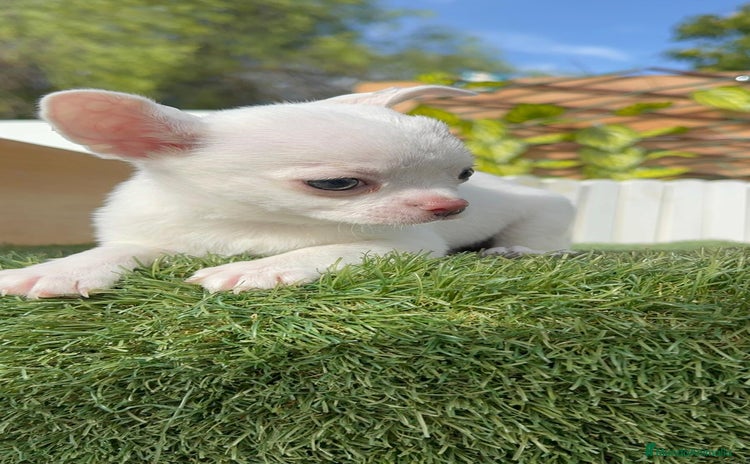 Chihuahua perros - Anuncio 1