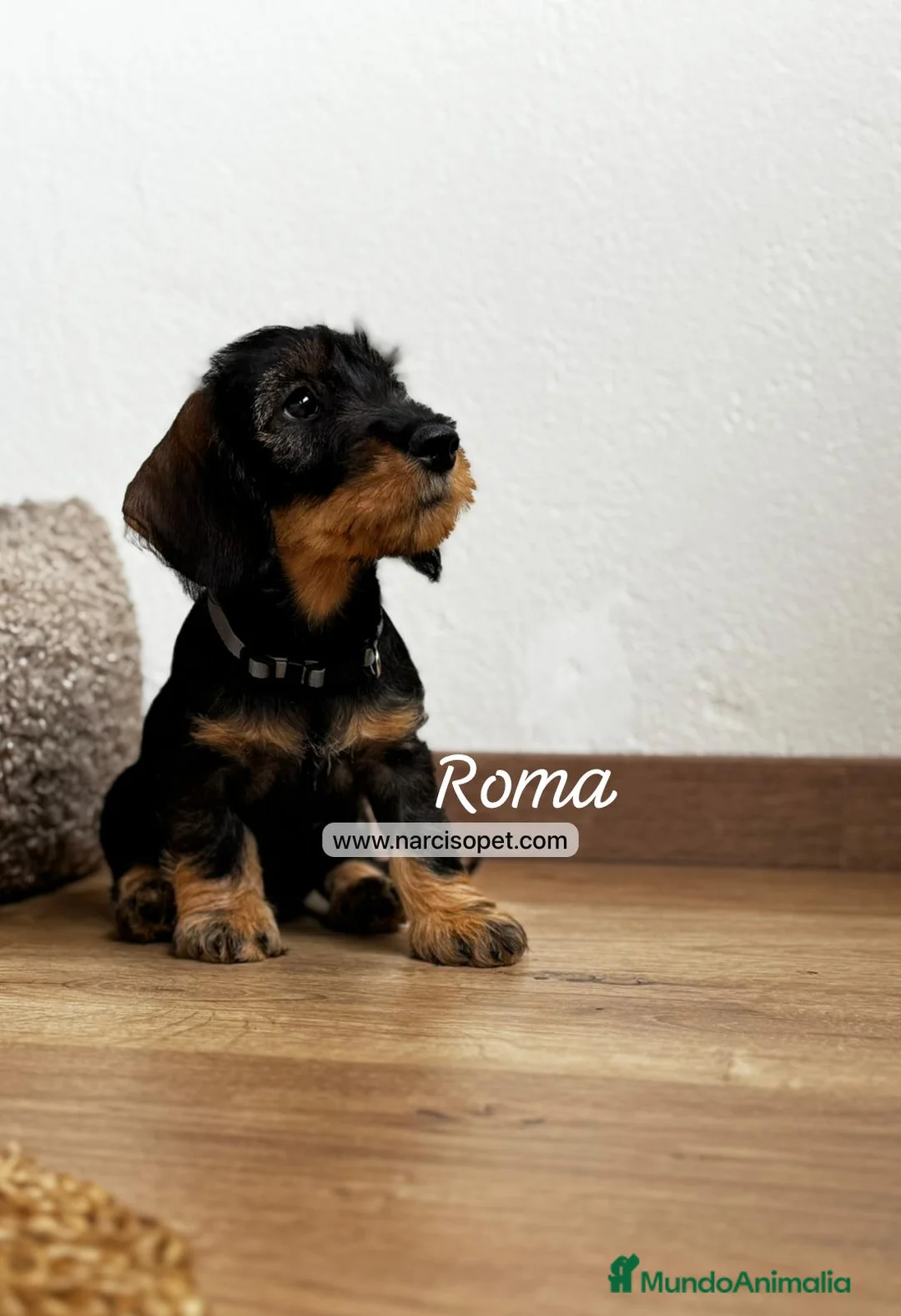 Teckel Miniatura perros en venta: TECKEL PELO DURO MACHO - Anuncio 1