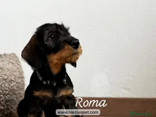 Teckel Miniatura perros TECKEL PELO DURO MACHO - Anuncio 4