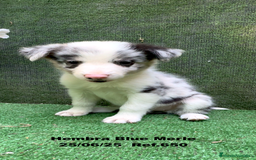 Border Collie perros en venta: BORDER COLLIE hembras Blue Merle - Imagen 16