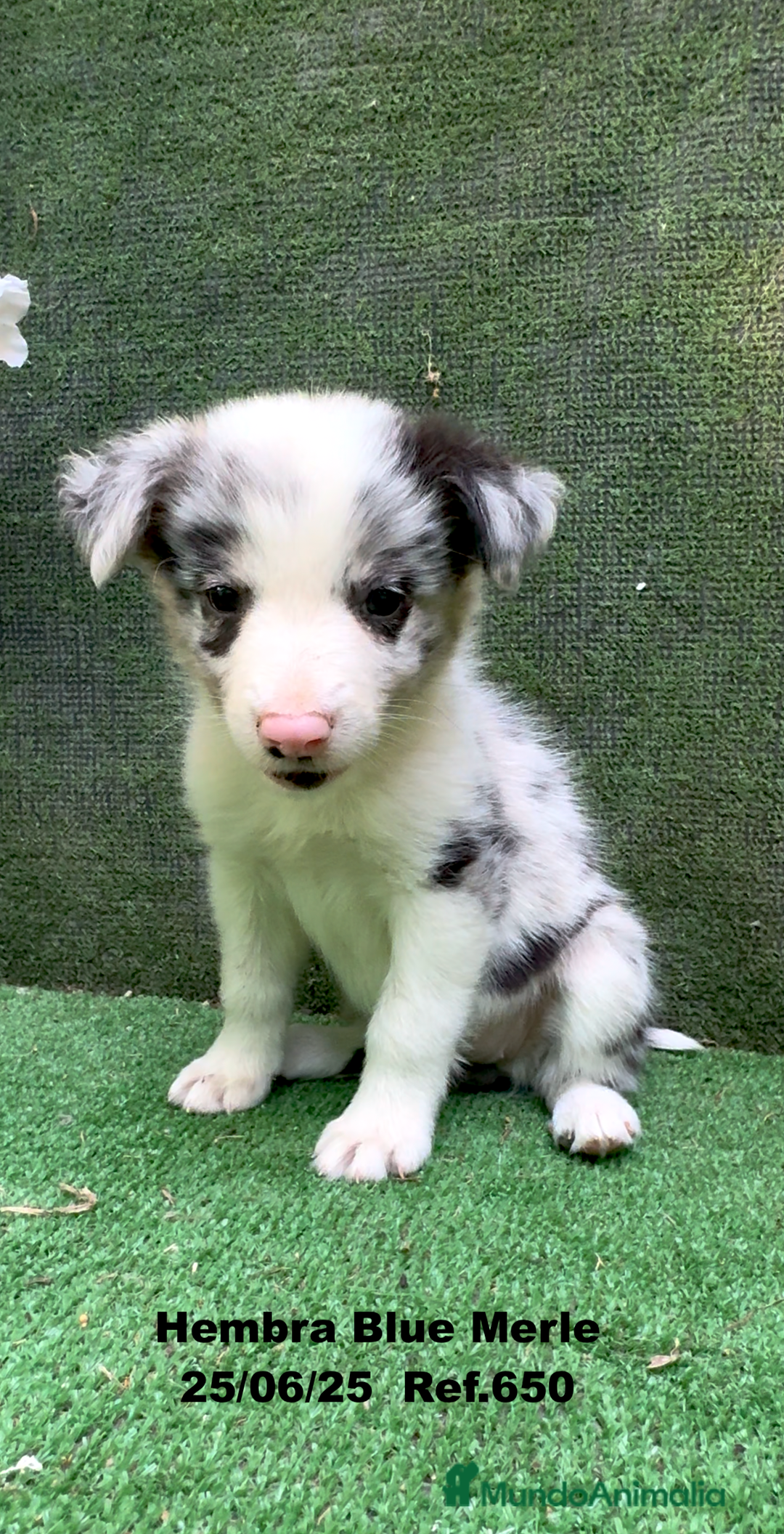 Border Collie perros en venta: BORDER COLLIE hembras Blue Merle - Imagen 16