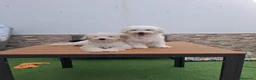 Caniche Enano perros en venta: Caniche enano. - Anuncio 6