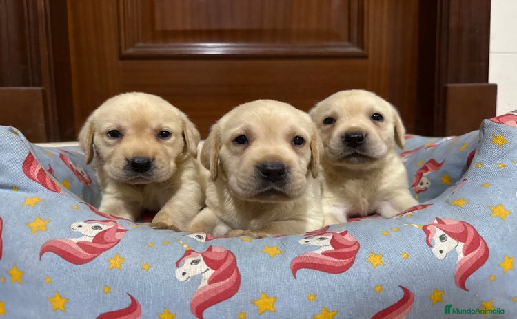 Labrador Retriever perros - Anuncio 2