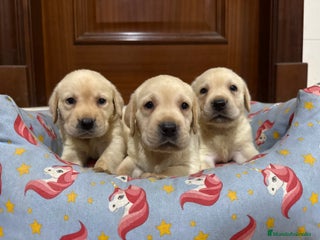 Labrador Retriever perros - Anuncio 3